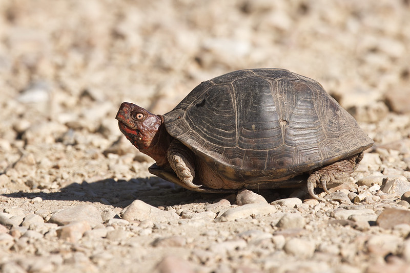 A Three-toed Box Turtle Slowly Crosses The Road
