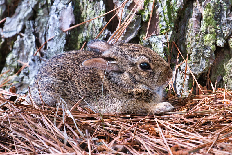 Baby Cottontail Rabbit For Easter
