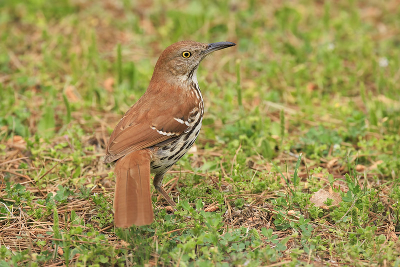 Close-up of Brown Thrasher on the Ground