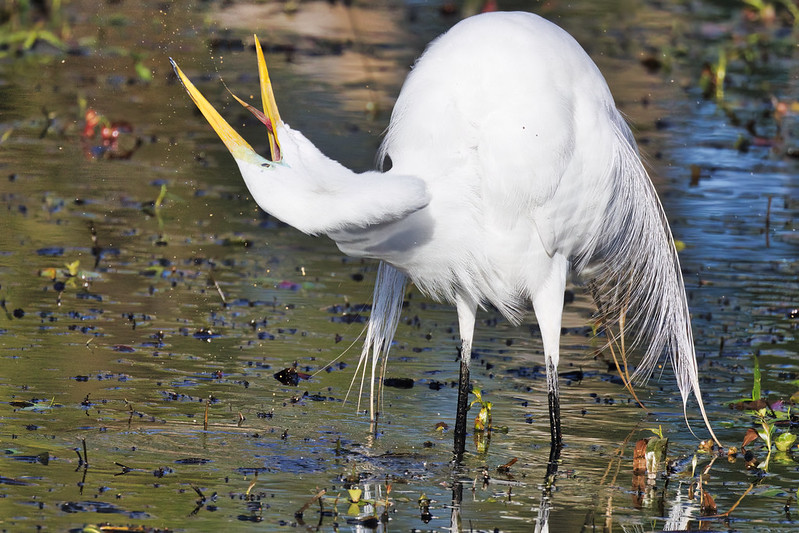 Great Egret Removing Digestive Fluids And Waste