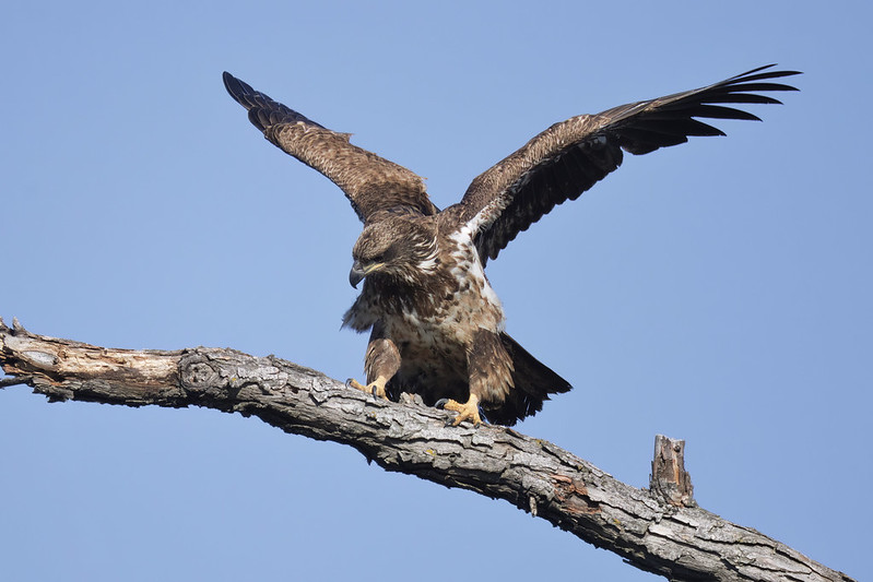 Immature Bald Eagle Hops to New Perch