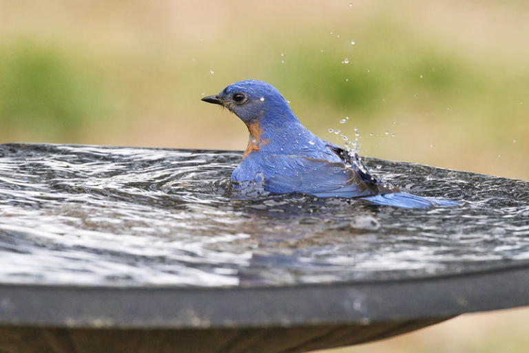 Male Eastern Bluebird Takes A Dip Steve Creek Wildlife Photography