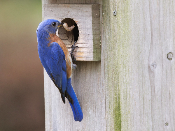 Male and Female Eastern Bluebird Feeding Strategies