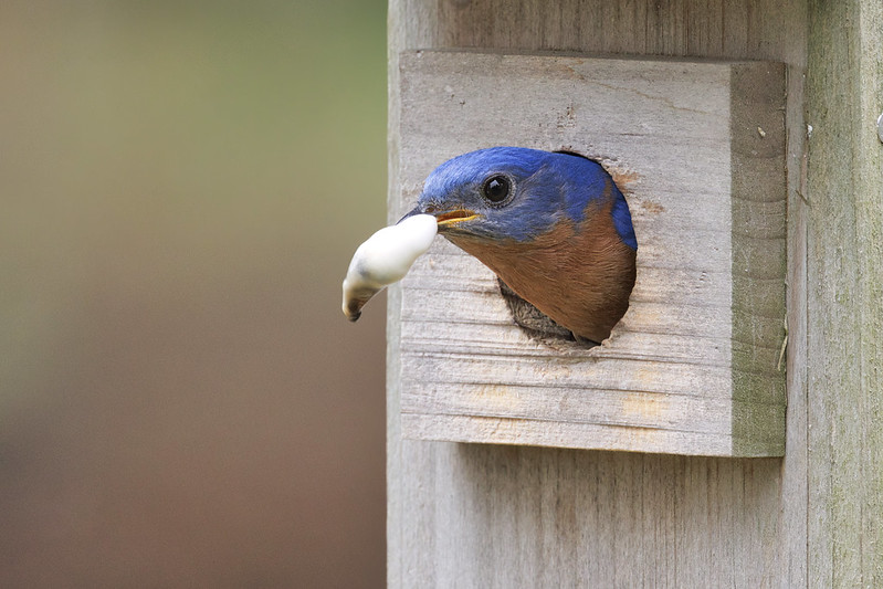 The Male Eastern Bluebird Leaving The Birdhouse With a Fecal Sac