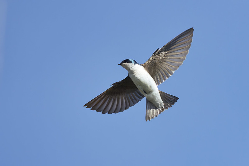 A Tree Swallow Above Me