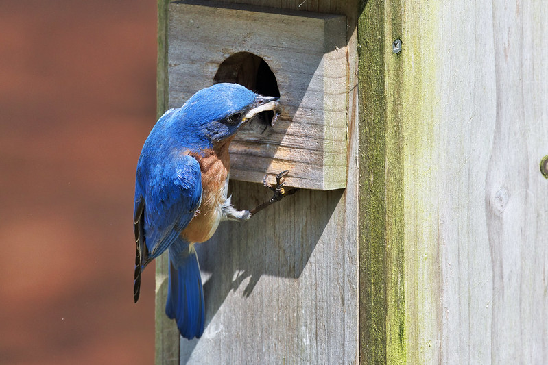 Male Eastern Bluebird Eating Fecal Sac