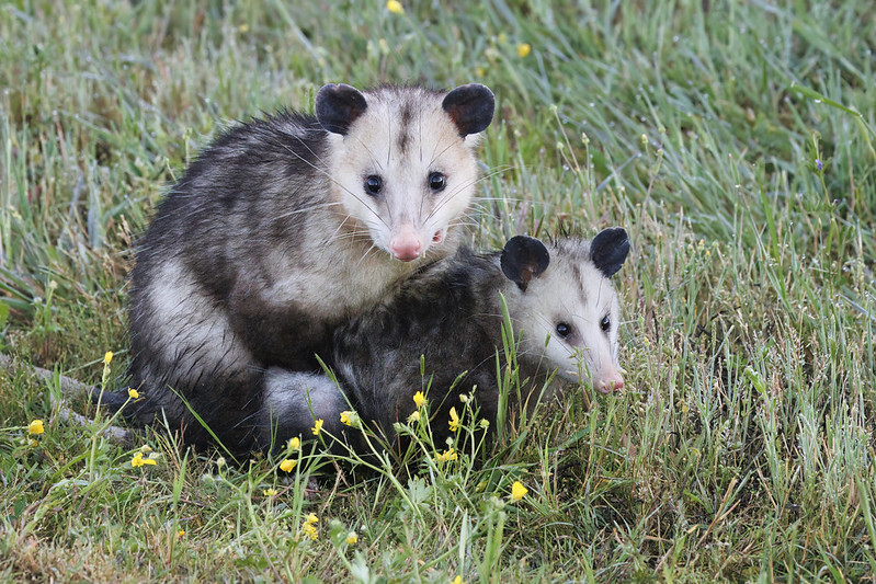 Opossums Mating