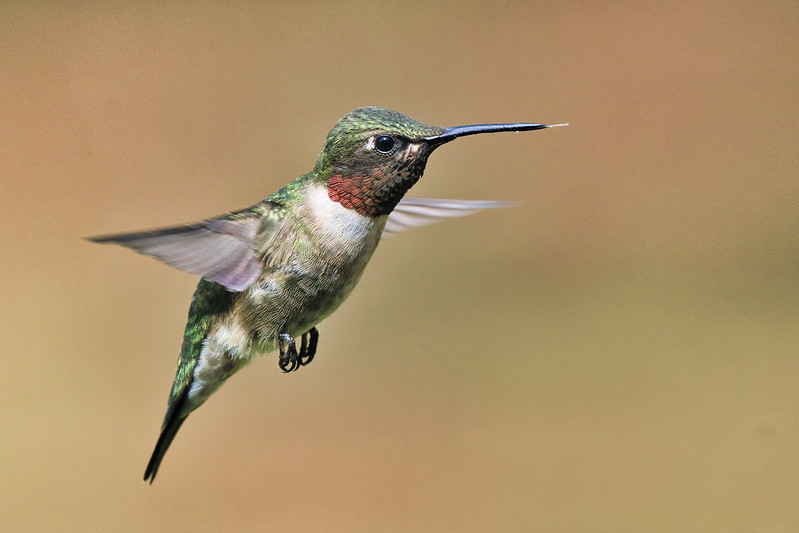The Graceful Flight of the Ruby-Throated Hummingbird