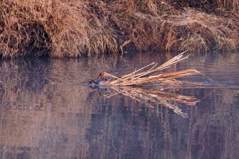 Beaver Swimming With Plants