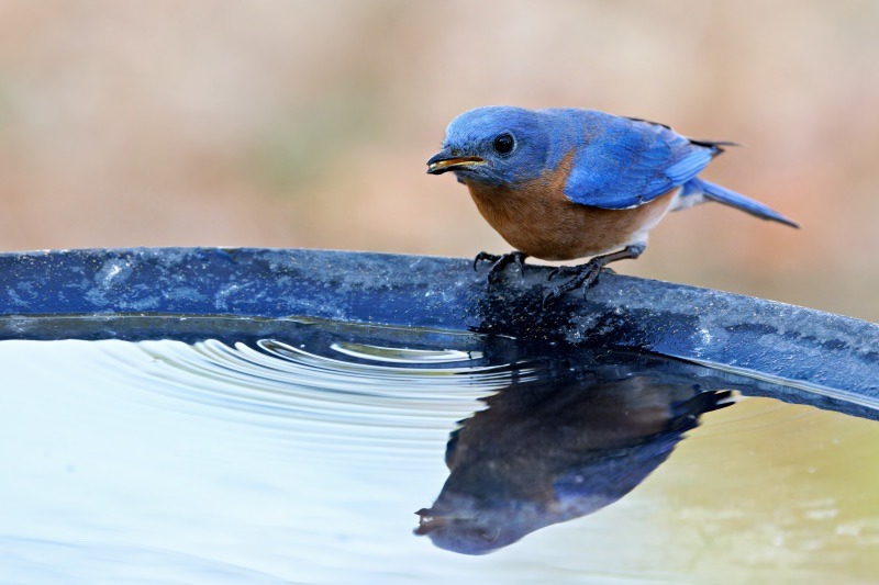 Eastern Bluebird Drinking Water In Winter