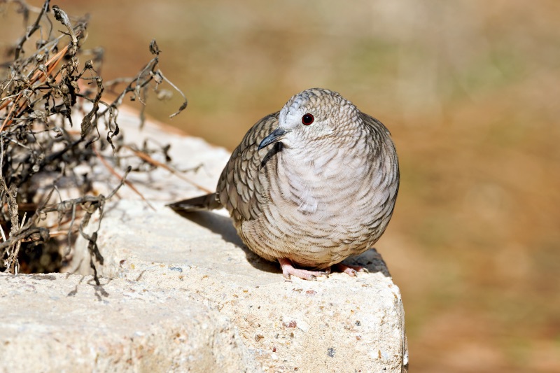 Inca Dove Visiting My Yard