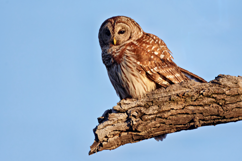 A Barred Owl Right Beside the Road