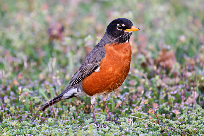 American Robin At Fort Smith National Historic Site