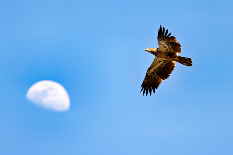 Bald Eagle Chasing The Moon