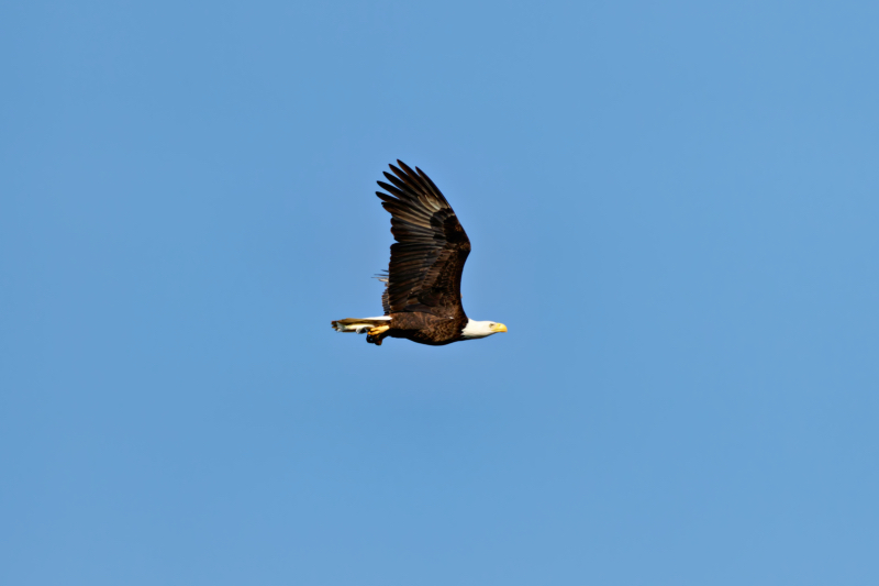 Bald Eagle Flying With A Fish