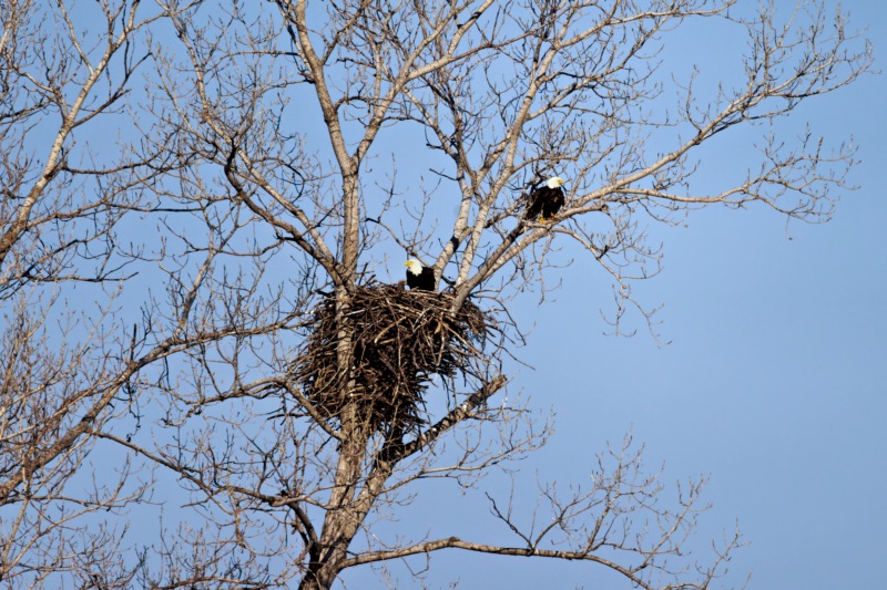 Bald Eagle Family