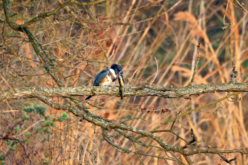 Belted Kingfisher Banging Fish Against Limb