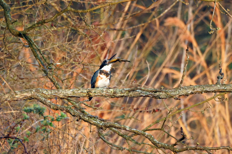 Belted Kingfisher Preparing Fish To Swallow