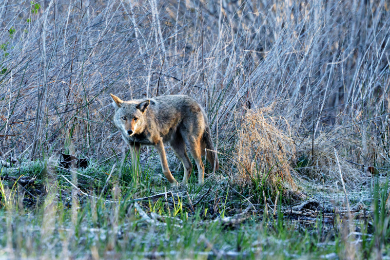 Coyote Being Cautious