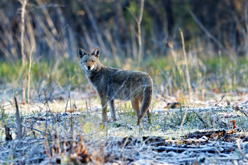 Coyote Looking Back In My Direction