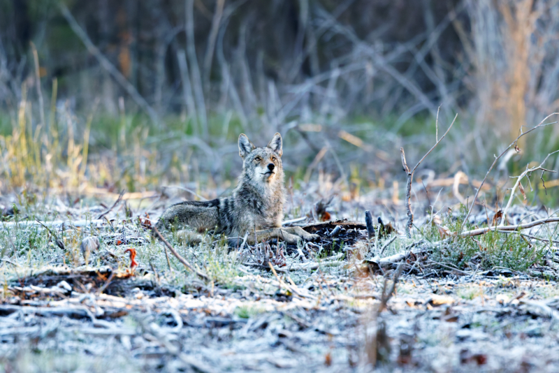 Coyote Watching Vultures