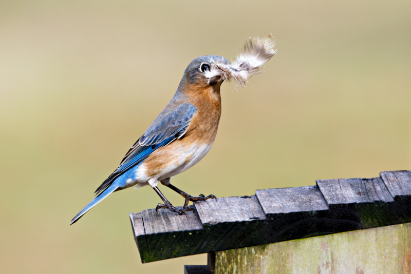 Eastern Bluebird With A Feather