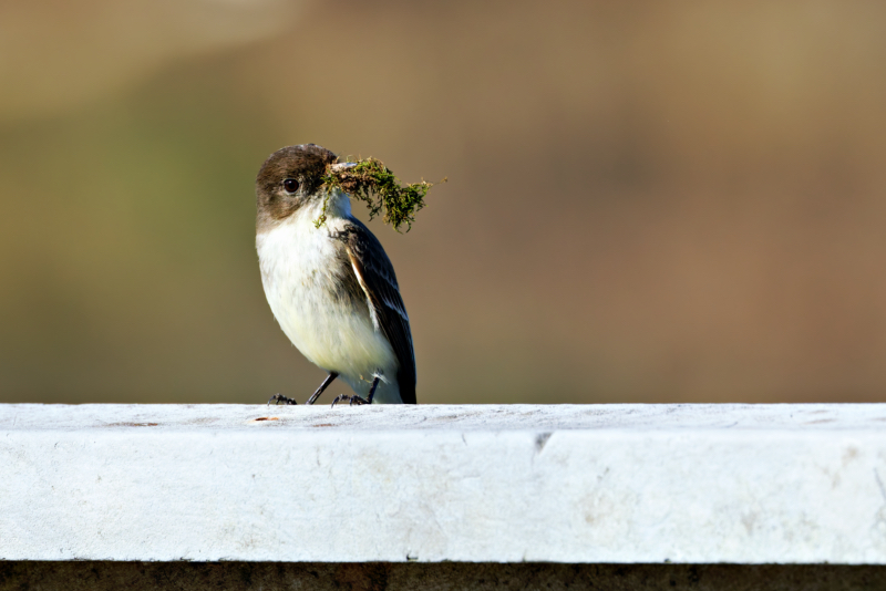 Female Eastern Phoebe With Moss