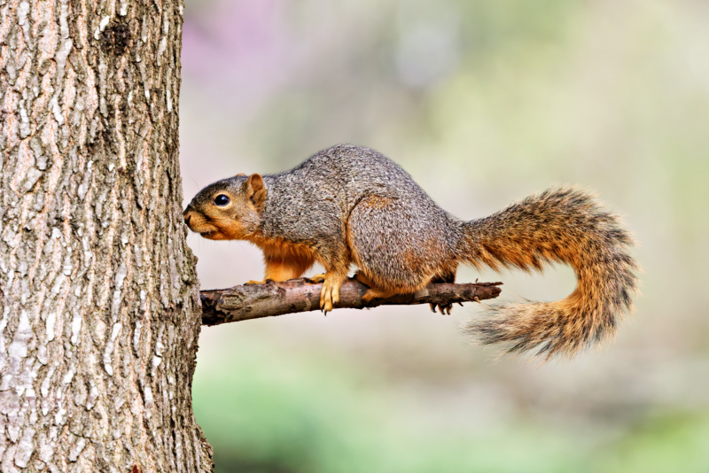 Fox Squirrel Booping A Tree Trunk