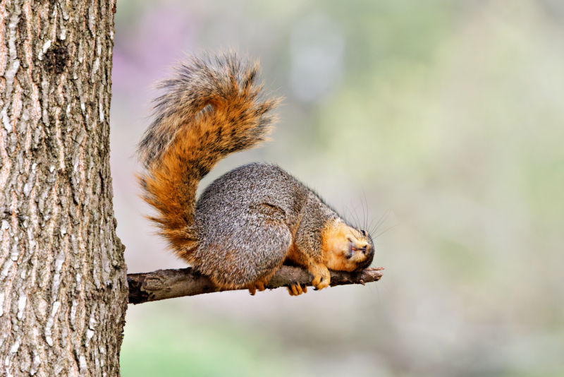 Fox Squirrel With Its Head On A Limb