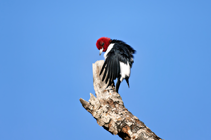 Red-headed Woodpecker Perched Atop a Dead Tree