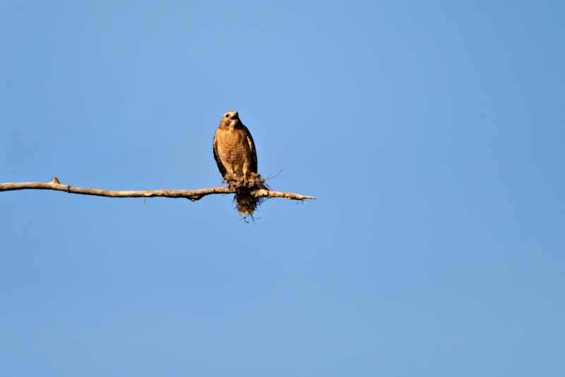 Red-shouldered Hawk Perched With Nest Material