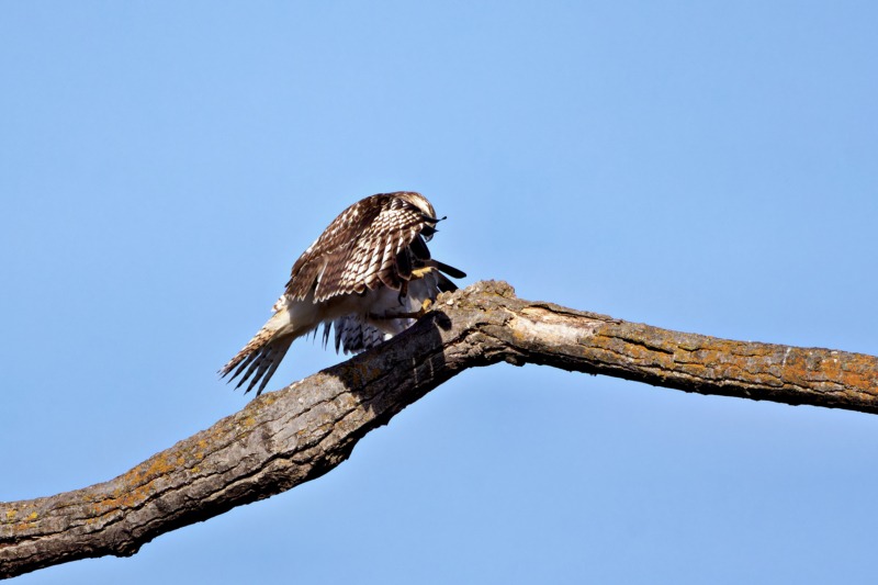 Red-tailed-Hawk Practicing Predatory Moves