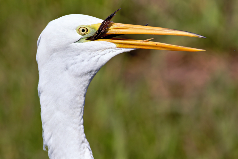 A Great Egret Swallowing its Amphibian Prey