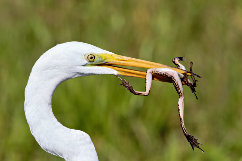 A Great Egret and its Amphibian Prey