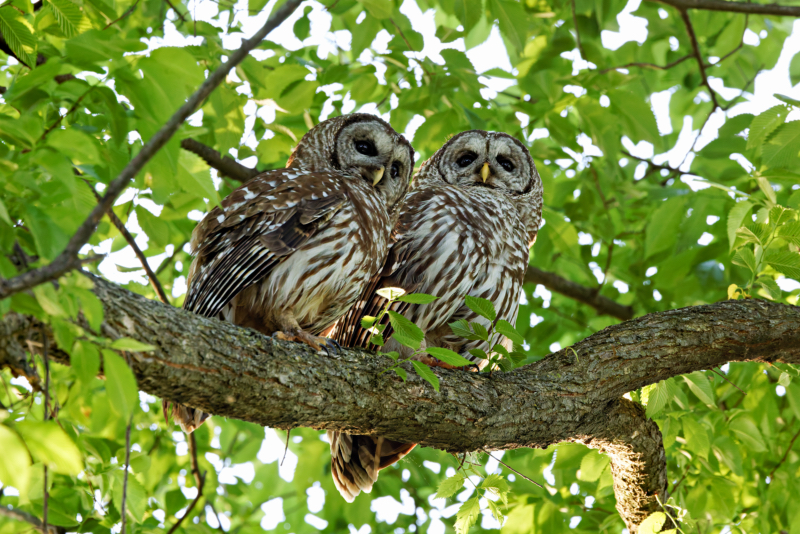 A Pair Of Barred Owls Together