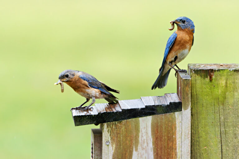 Eastern Bluebirds Feed Chicks on a Soggy Arkansas Day