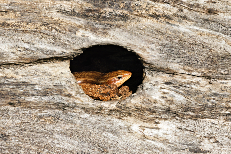 A Skink Peeking Out From A Hole In A Large Log