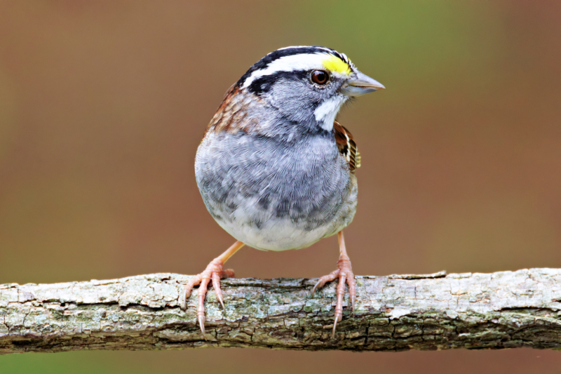 A White-throated Sparrow Close-Up