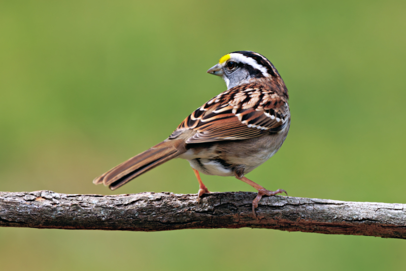 A White-throated Sparrow in Arkansas