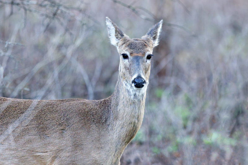 A Whitetail Doe Embraces Spring