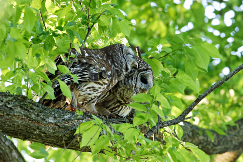 Barred Owl Grooming and Preening Another Barred Owl