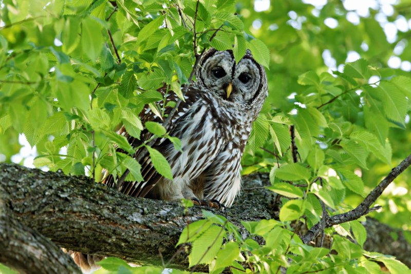 A Barred Owl Near My Truck