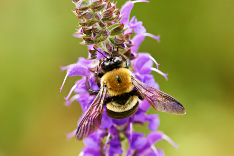 Bumble Bee On Meadow Sage Flower