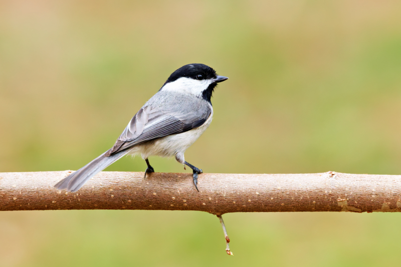 Carolina Chickadee on a Backyard Branch