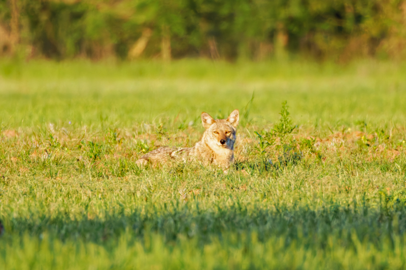 Coyote Laying In An Open Field