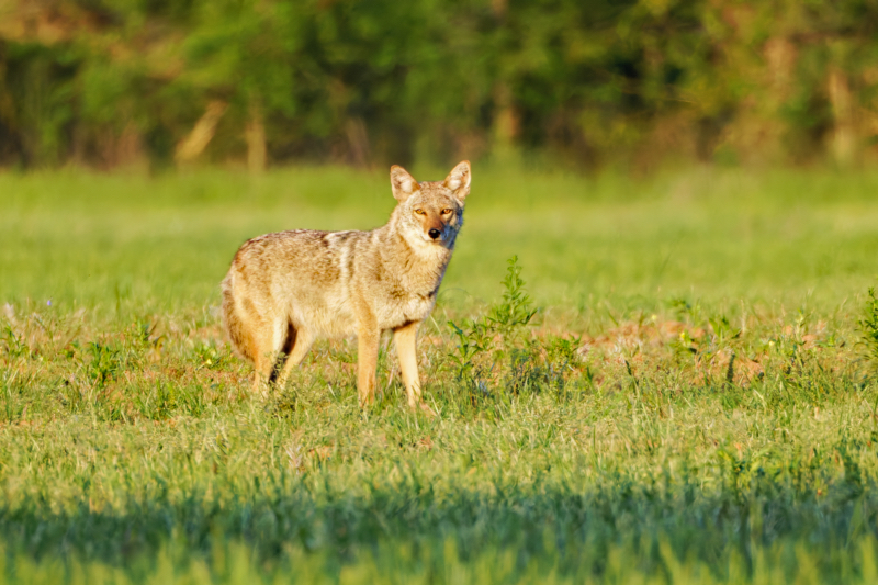 Coyote Standing In A Field