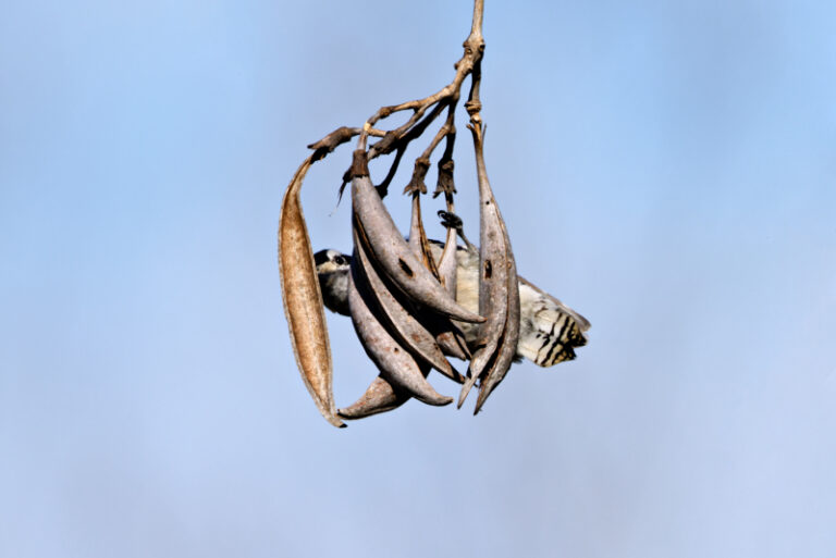 Downy Woodpeckers and Trumpet Vine Seed Pods - Steve Creek Wildlife ...