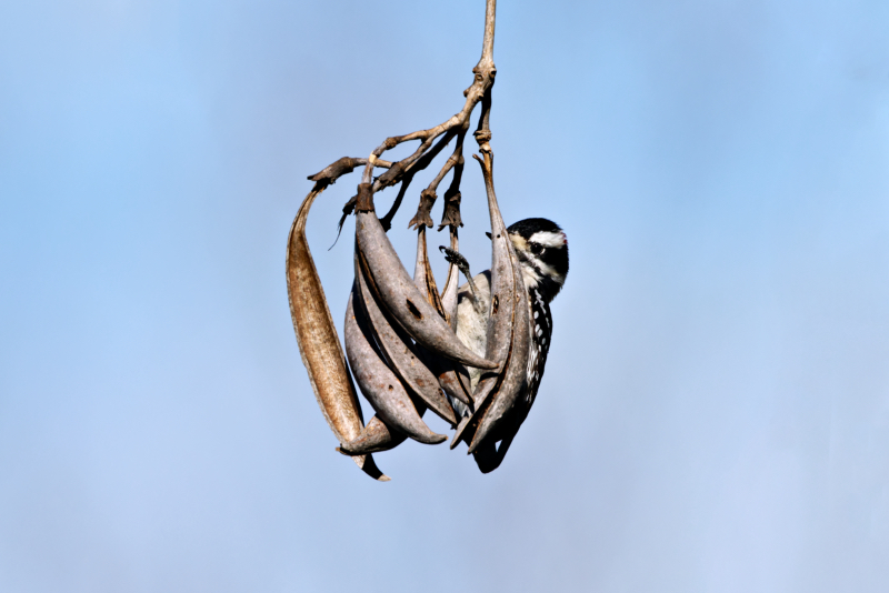 Downy Woodpecker Perched On Trumpet Vine Seed Pods