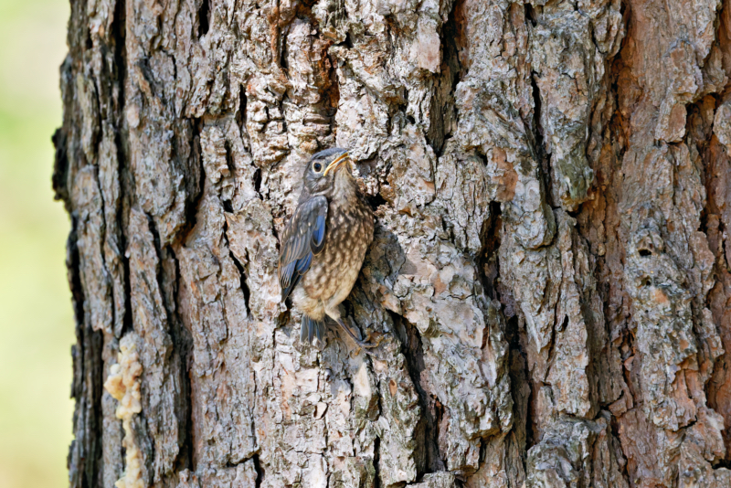 Eastern Bluebird Fledgling On Pine Tree