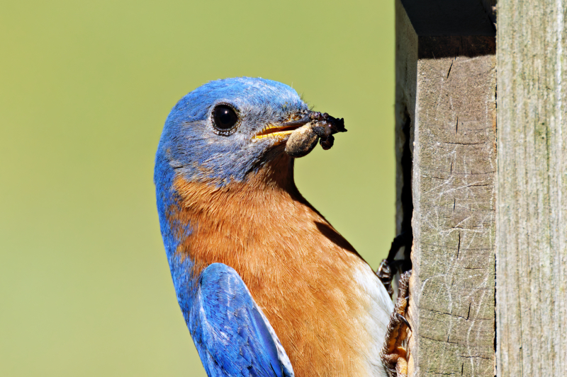 Eastern Bluebird With Large Spider